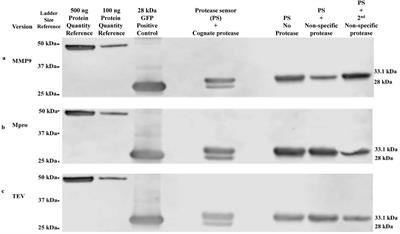 Synthetic protein protease sensor platform